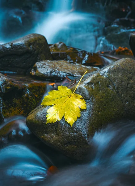 Foglia d'acero autunnale gialla si trovano a pietre bagnate. Foto a lunga esposizione. Fotografia lenta velocità otturatore di cascata e acqua. Bella natura forestale a concetto stagione autunnale . — Foto Stock