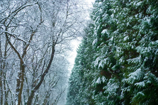 Tree branch covered with snow. Natural decoration. Fresh air and enjoyment of nature. Holidays are coming. The first snow. Winter activities. New Year and Christmas greeting card. Copy space for — Stock Photo, Image