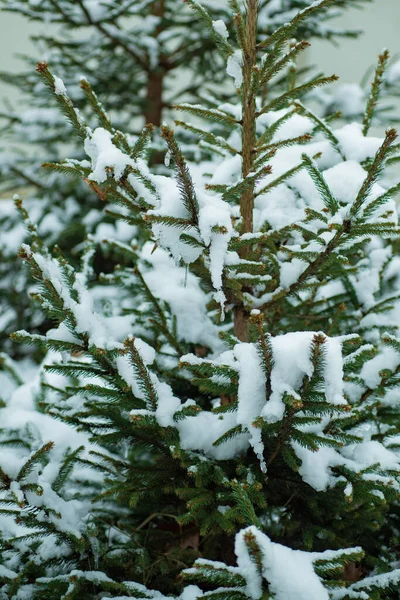 带着结冰的松树和星星的圣诞背景。 自然装饰。 新鲜空气和大自然的享受。 假期要来了。 第一场雪 冬季活动。 新年和圣诞祝福 — 图库照片