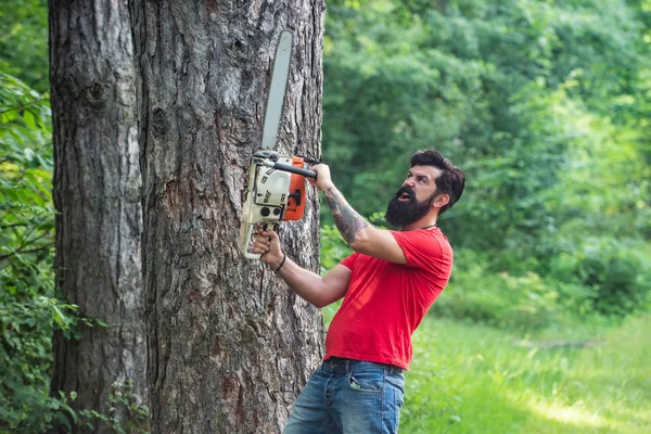 벌목. 재생 가능 한 에너지원으로 쓸 수있습니다. 전기톱 도끼를 든 벌목꾼 이요. 숲 속에서 톱질을 하고 있는 직업적 인 벌목꾼. — 스톡 사진