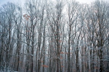 Soğuk bir akşamda çam ağaçları karla kaplıdır. Güzel bir kış manzarası. Kış geliyor. Çam dalları ve karla kaplı ağaçlar. İlk kar..