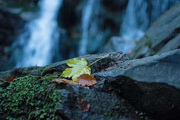 Macro photography of small autumnal colorful leaves lieing at moss stone at beautiful waterfall background. Flowing water. Waterfall in autumnal forest. Copy space. — Stock Photo, Image