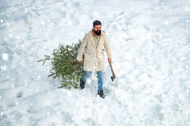 Kardaki Noel adamı. Sakallı adam ormanda Noel ağacı taşıyor. Noel ağacı kesimi. Mutlu Noeller ve mutlu tatiller. Genç oduncu beyaz kar arka planında köknar ağacı taşıyor..