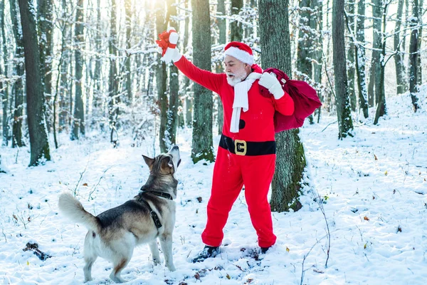 Santa con perro. Entrega regalos de Navidad. Santa Claus viene con regalos del exterior . —  Fotos de Stock