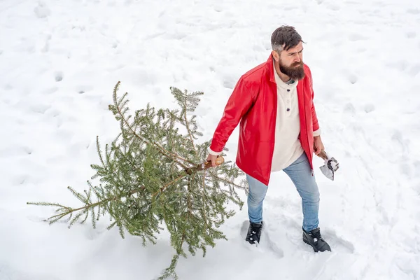 Muž s vousy nosí vánoční stromek. Zimní muž v mrazivém zimním parku. Stylový mladý muž pózující jako dřevorubec. Muž s vousy nese domů vánoční stromek. — Stock fotografie