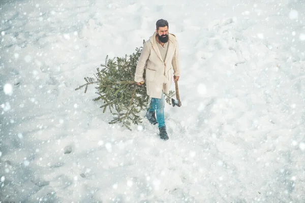 Cortador de madeira com machado na floresta de inverno. Compra e entrega de coníferas na véspera de Natal. Retrato de inverno de madeira na neve Jardim corte Árvore de Natal . — Fotografia de Stock