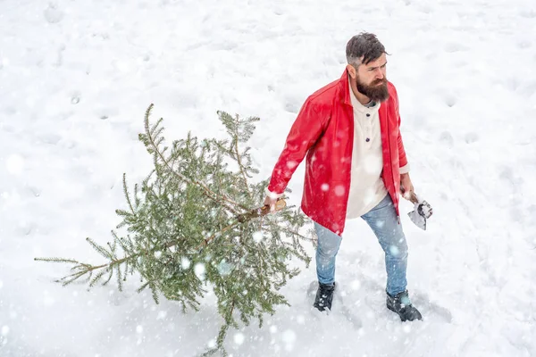 Muž s vousy nosí vánoční stromek. Zimní muž v mrazivém zimním parku. Stylový mladý muž pózující jako dřevorubec. Muž s vousy nese domů vánoční stromek. — Stock fotografie