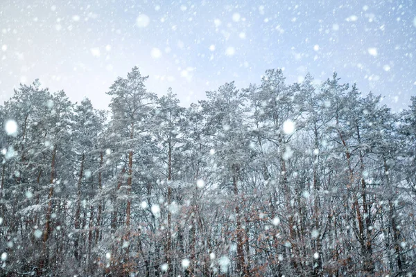 Sosny pokryte śniegiem w mroźny wieczór. Piękna zimowa panorama. Nadchodzi zima. Gałęzie sosny i drzew pokryte śniegiem. Pierwszy śnieg. Zimowe zajęcia. Nowy Rok i Boże Narodzenie — Zdjęcie stockowe