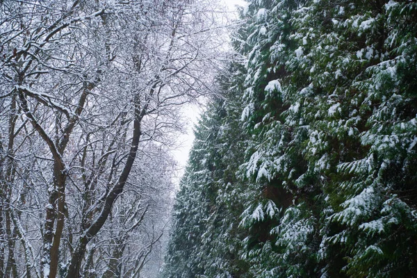 겨울이 오고 있어. 소나무와 나무의 가지들이 눈으로 덮여 있다. 첫 눈. 겨울 활동. 새해와 크리스마스 인사말 카드. 겨울철 광고를 위한 복사용 공간. — 스톡 사진