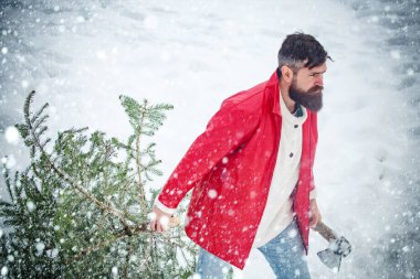 Sakallı yakışıklı bir kereste Noel ağacı taşır. Kış hissi. Genç oduncu ormandaki Noel ağacını kesiyor..