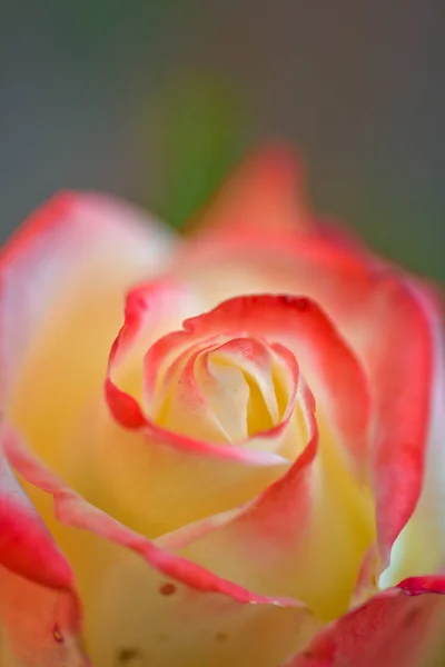 Idea dzikiej róży. Kwiat róży kwitnący wiosną lub latem z miękkimi różowymi płatkami odkrytymi na rozmytym tle. Wspaniały kwiat róży. Królowa botaniki. Piękno natury. Kwitnąca róża z bliska — Zdjęcie stockowe