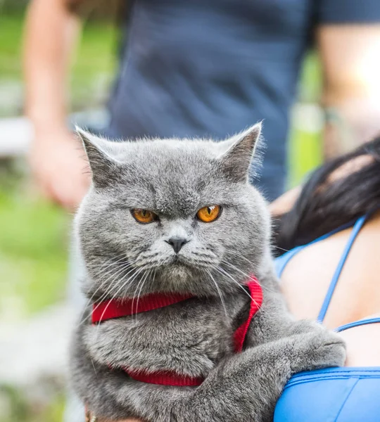 性感女人的主人，丰满的胸部拥抱着她的猫。 照顾和爱抚家畜的概念。 可爱的英国短毛灰猫，看上去像柳橙汁. — 图库照片