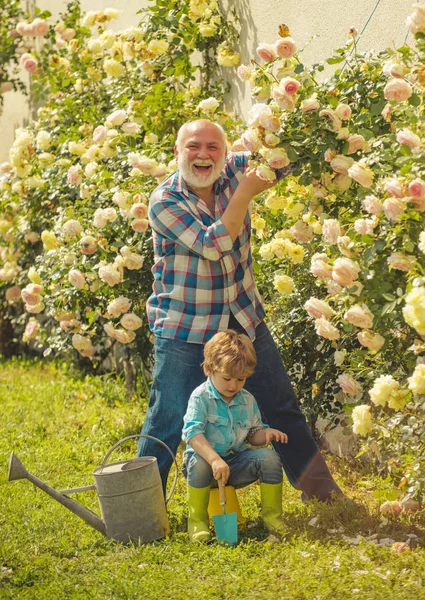 Flor rosa cuidado y riego. Abuelo con nieto trabajando juntos en jardinería. Lindo niño regando flores en el jardín de verano. Nieto y abuelo pasan tiempo en el huerto . — Foto de Stock