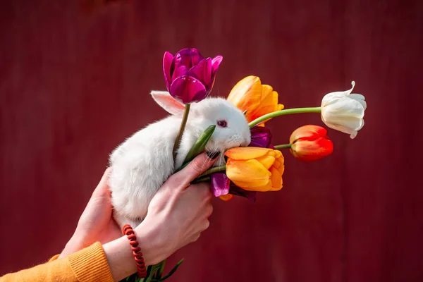 Easter bunny rabbit. Easter background with whiti cute rabbit. Woman holding bunny rabbit. Copy space. — Stock Photo, Image