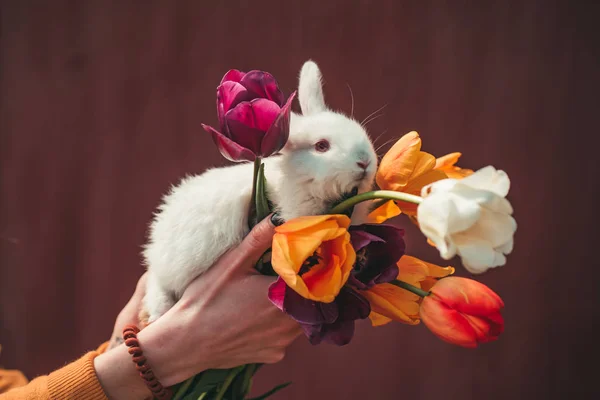 Happy easter and funny Easter day. Cute bunny. Easter bunny rabbit. Holding cute fluffy Bunny. Copy space. — Stock Photo, Image