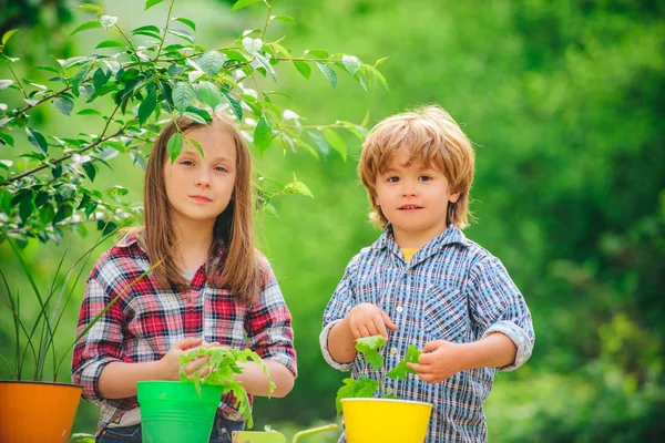 Brother and sister grows flowers together. Happy kids work plant and water in green spring garden. Gardening with a kids. Kids portrait on farmland. Stock Image