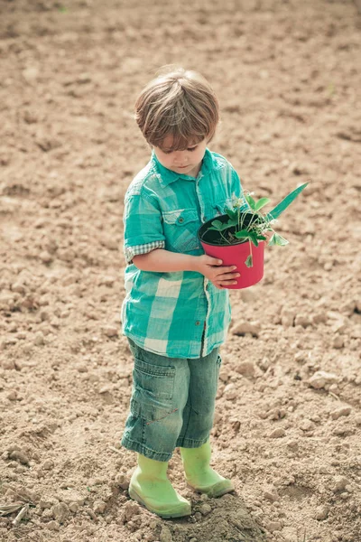 エコリビング。田舎での瞬間。庭の小さなヘルパー花を植える。プランテーションや畑で一般的なイチジクの収穫を調べる小さな農家の少年. — ストック写真