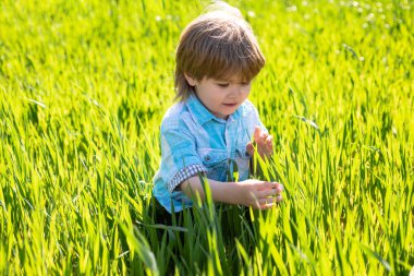 Tarlalarda mahsul ekme. Bahar tarlasında patates ile çalışan şirin bir çiftçi. Küçük çiftçi çocuk tarlada ya da tarlada incir mahsulünü inceliyor..