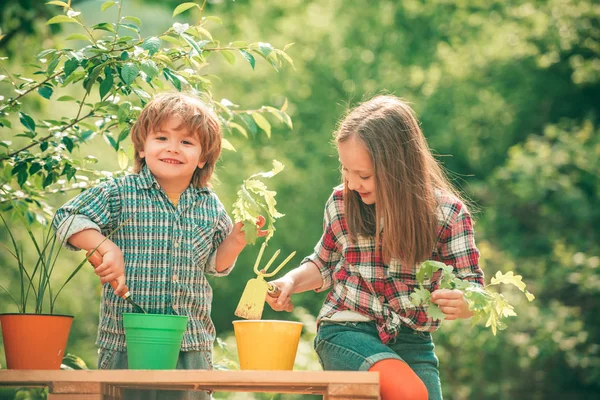 Hermano y hermana cultivan flores juntos. Plantando flores. Concepto de ocio infantil y al aire libre . —  Fotos de Stock