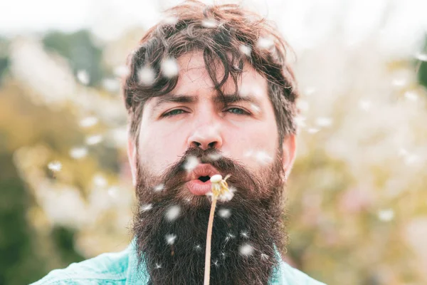 Homem engraçado soprar dente-de-leão. Bonito agricultor barbudo posando no fundo da primavera . — Fotografia de Stock