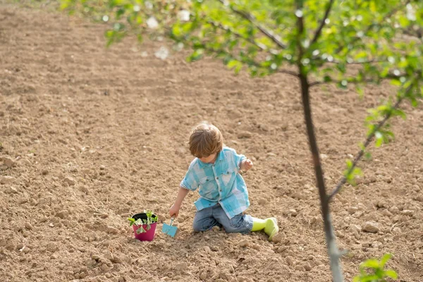 Toddler jobbar i blomsterparken. Professionell trädgårdsmästare på jobbet. Sommargård. Grabben planterar blommor i kruka. — Stockfoto