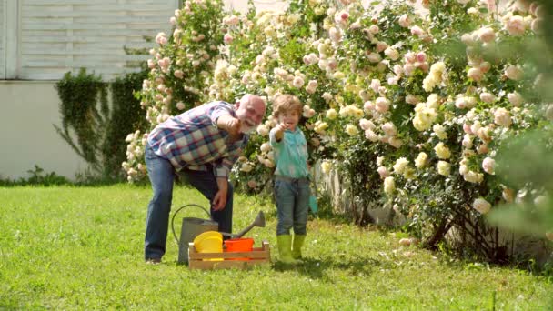 Bearded Senior trädgårdsmästare i en urban trädgård. Trädgårdsmästare skär blommor i sin trädgård. Trädgårdsskötsel - Farfars trädgårdsmästare i solig trädgård planterar rosor. — Stockvideo