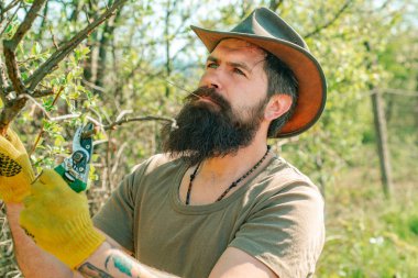 Bahçıvan grefti dalı. Çizim dalları. Profesyonel Bahçıvan İş Başında - Yakın plan portre.