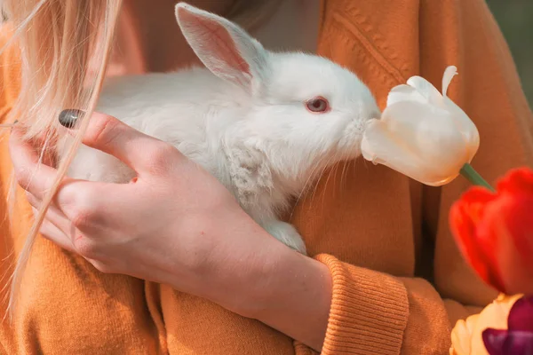 8 mars Journée des femmes. Jeune femme tenir lapin lapin le jour de Pâques. Petit lapin sentant une tulipe de fleur . — Photo