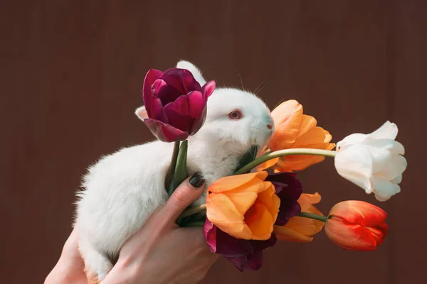 8 march womens day. Cute bunny. Copy space. — Stock Photo, Image