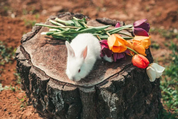 Easter bunny rabbit. Easter background with whiti cute rabbit. Happy easter and funny Easter day. — Stock Photo, Image