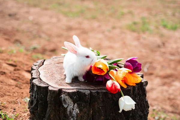 Easter bunny rabbit. Easter background with whiti cute rabbit. Little rabbit smelling a flower in the garden. Copy space.