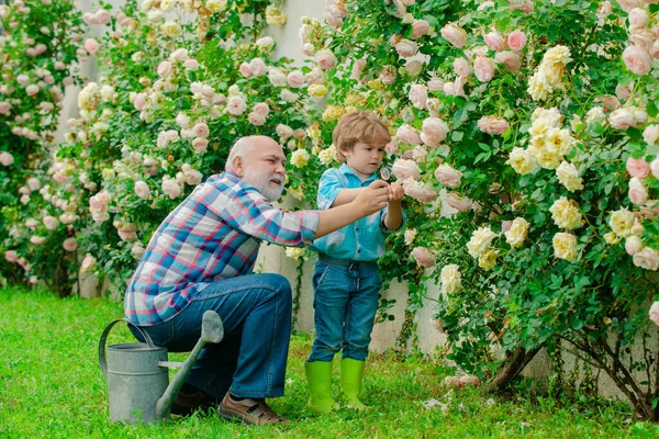 Дедушка и внук наслаждаются в саду цветами роз. Милый мальчик поливает цветы в летнем саду . — стоковое фото