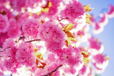 Pembe çiçeği ile bahar sınır arka plan. Kiraz çiçeği. Şube hassas bahar çiçekleri. Sacura kiraz ağacı. Sakura Festivali.