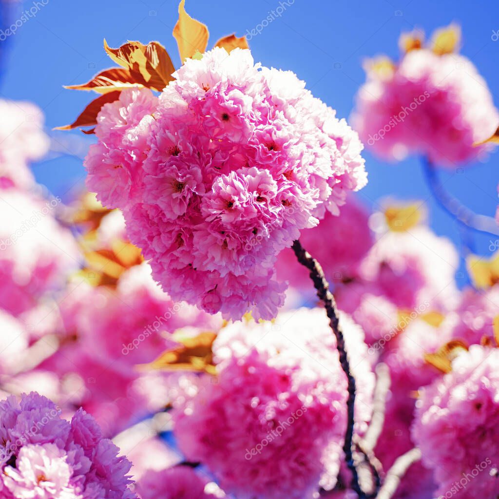 Sakura Festival. Cherry blossom. Sacura cherry-tree. Spring blossom background. Japanese cherry. Prunus serrulata.