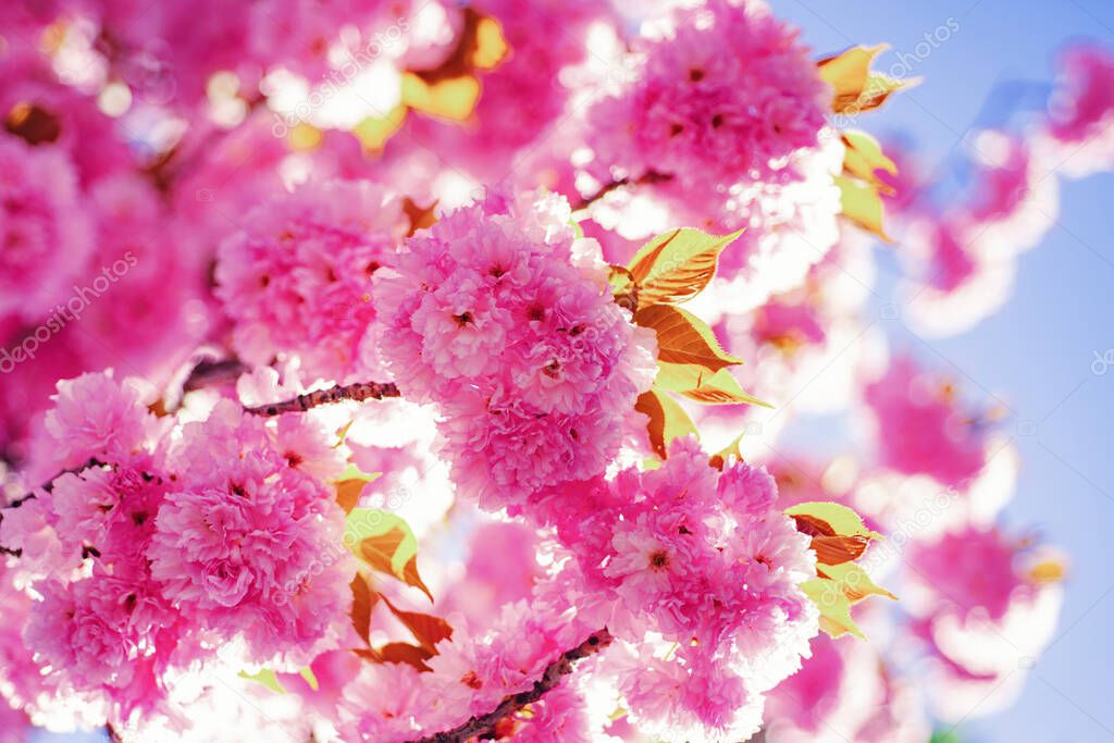 Spring border background with pink blossom. Cherry blossom. Branch delicate spring flowers. Sacura cherry-tree. Sakura Festival.
