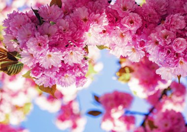 Kiraz çiçeği. Sacura kiraz ağacı. Doğa zemin üzerine mavi gökyüzü ile çiçeklenme sakura çiçekleri çiçek yakın çekim.