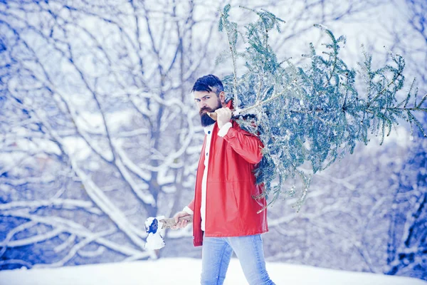 Hombre Barbudo cortando el árbol de Navidad. Hombre barbudo con árbol de Navidad recién cortado en el bosque. Retrato de invierno de leñador joven. Hombre con barba lleva a casa un árbol de Navidad . — Foto de Stock