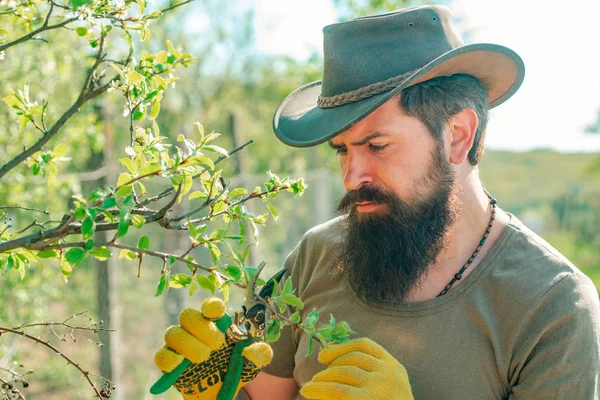 Agricultor examinando o ramo de enxertia no pomar. Trabalho de jardineiro no quintal com ferramentas de jardim e ter um bom tempo . — Fotografia de Stock