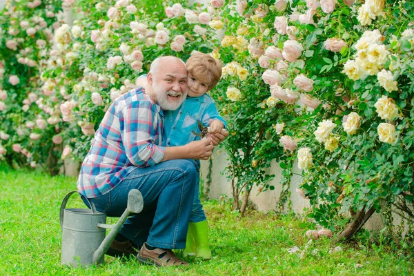 Retirement planning. Senior gardener. Happy gardeners with spring flowers. Child are in the garden watering the rose plants. Growing plants. Gardener in the garden.