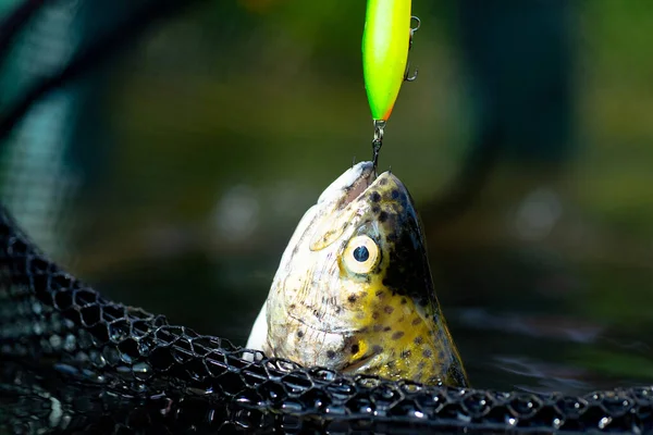 Fly rod and reel with a brown trout from a stream. Fishing. Fly fishing for trout. Brown trout fish.