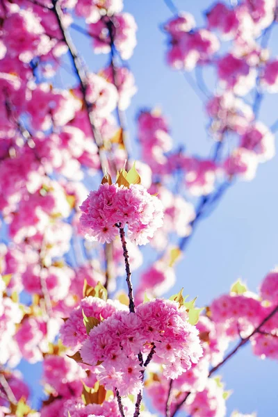 Ciliegia giapponese. Prunus serrulata. Sakura Festival. Sfondo con fiori in un giorno di primavera. Fiore di ciliegio. Sacura ciliegio . — Foto Stock