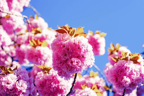 Fiore di ciliegio. Sacura ciliegio. Fioritura fiori di sakura vicino con cielo blu sullo sfondo della natura. Ciliegia giapponese. Prunus serrulata. — Foto Stock