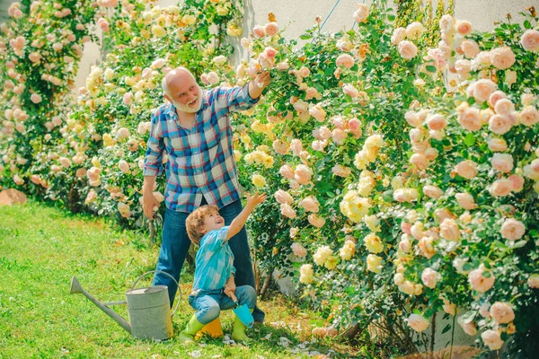 Милый мальчик поливает цветы в летнем саду. Дедушка с внуком, работающим в саду. Фермерская семья. Отец и сын. Поколение. Садоводческое хобби . — стоковое фото