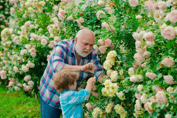 Grand-père et petit-enfant appréciant dans le jardin avec des fleurs de roses. J'adore nos moments à la campagne - souvenez-vous du temps. Grand-père avec son petit-fils travaillant dans le jardin . — Photo