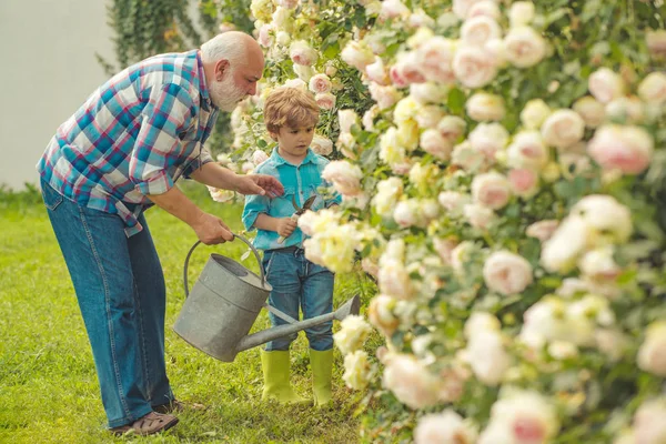 Gardening - Grandfather gardener in sunny garden planting roses. Retirement planning. A grandfather and a toddler are working in flowers park. — Stock Photo, Image