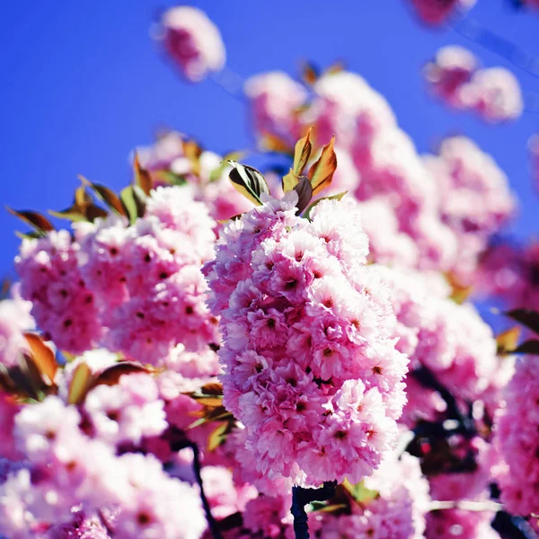 Άνοιξη. Άνοιξη λουλούδια μπλε φόντο με σύννεφα. Όμορφα λουλούδια στον κήπο. Κεράσι ανθίσει. Sacura κερασιά. — Φωτογραφία Αρχείου