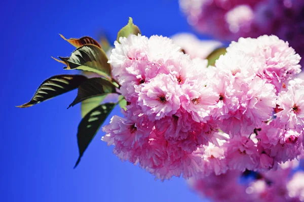 Fiore di ciliegio. Sfondo primavera. Bellissimi fiori da giardino. Sacura ciliegio. Primavera. Fiori primaverili con sfondo blu e nuvole . — Foto Stock