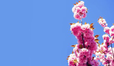 Çiçek açan sakura çiçekleri çiçekler doğa zemin üzerine mavi gökyüzü ile kapatın. Kiraz çiçeği. Sacura kiraz ağacı. Paskalya ve bahar için tebrik kartları kopya alanı ile.