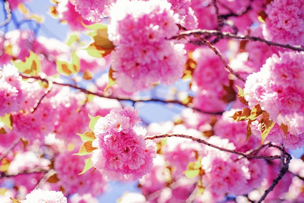 Fiore di ciliegio. Sacura ciliegio. Bella scena naturale con albero in fiore e giornata di sole. Festival Sakura . — Foto Stock