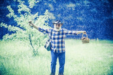 Mantar için yağmur. Yağmurlu ormanda mantar toplama kıdemli adam.